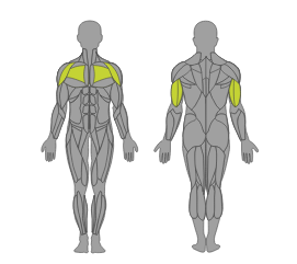 interactive-muscle-map